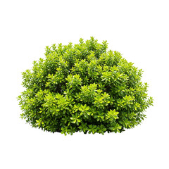 Obraz premium Lush green bush isolated on transparent background