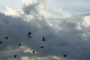flock of crows flying over urban trees under cloudy skies