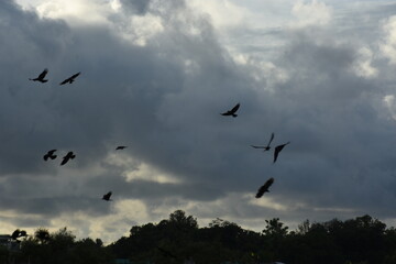flock of crows flying over urban trees under cloudy skies