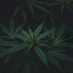 Cannabis Sativa Leaves On Dark - Medical Legal Marijuana