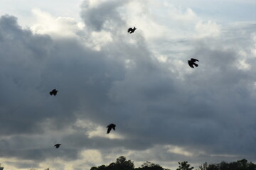 flock of crows flying over urban trees under cloudy skies