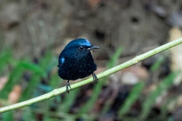 white-tailed robin or Myiomela leucura seen in Karimganj, Assam, India