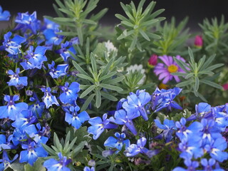 ロベリア・スカイブルーの寄せ植え