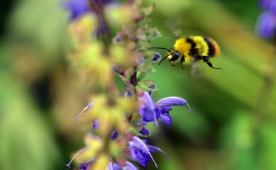 Junge Hummel fliegt zu einem Steppen-Salbei