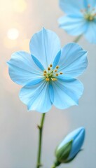 Fototapeta premium Delicate Light Blue Flower with Yellow Stamens and Bud on Soft Background