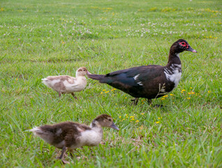 A musky duck with small ducklings in a green meadow. Domestic musk duck with red and pink corals on a summer day at the farm