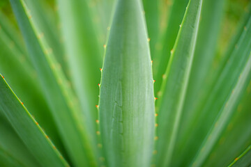 Fototapeta premium Close up of Agave plants in the garden making tequila industry tequila concept. Detailed close up of vibrant green agave plants leaves, showcasing their unique spiky textures and natural patterns