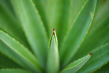Close up of Agave plants in the garden making tequila industry tequila concept. Detailed close up...