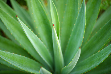 Close up of Agave plants in the garden making tequila industry tequila concept. Detailed close up...