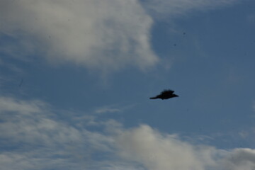 flock of crows flying over urban trees under cloudy skies