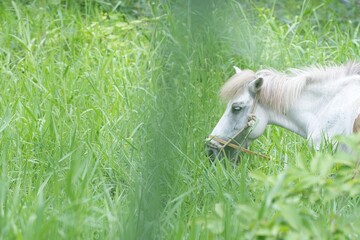 A white horse standing in a lush green meadow surrounded by nature and forestnature, tranquility, and countryside living