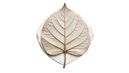 Pressed leaf detail on transparent background