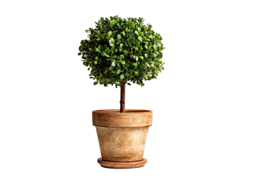 Small, round topiary tree in terracotta pot