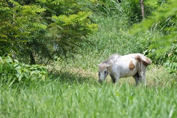 A white horse standing in a lush green meadow surrounded by nature and forestnature, tranquility, and countryside living