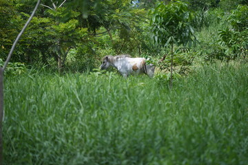A white horse standing in a lush green meadow surrounded by nature and forestnature, tranquility, and countryside living