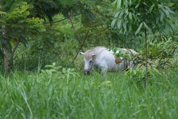 A white horse standing in a lush green meadow surrounded by nature and forestnature, tranquility, and countryside living
