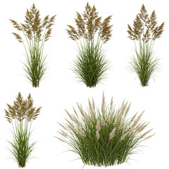 Five ornamental grass plants isolated on transparent background