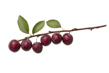 Plum Branch: A close-up of a ripe plum branch, showcasing the vibrant hues of the plums and leaves. capturing a moment of natural, edible beauty.