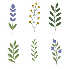 Fototapeta premium Flat Botanical Vector Elements Set – Leaves and Flowers Collection