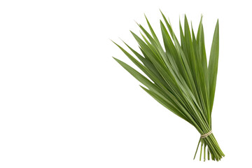 Fototapeta premium Fresh Green Grass Bundle: A neatly bound bundle of vibrant green grass blades, a visual representation of natural beauty and freshness. It's an image that evokes feelings of simplicity, serenity.