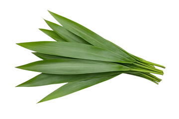 Obraz premium Fresh Green Leafy Plant Display: A captivating display of long, vibrant green leaves, each radiating freshness and vitality, artfully arranged to evoke the essence of botanical elegance.