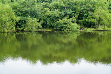Swampy River Through Forest. Classic bayou swamp scene of Thailand. Trees reflecting on murky water. Wetland