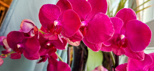 Fototapeta premium Vivid magenta orchids display delicate, vibrant petals with smooth texture, bathed in natural light. The delicate curves and details of the flowers create a mesmerizing visual appeal