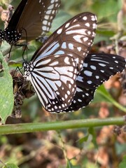butterfly on a flower
