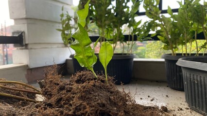 planting in the garden