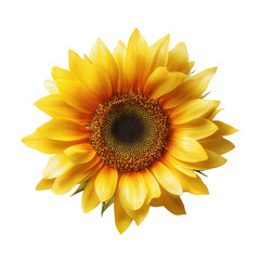 Fototapeta premium Stunning Yellow Sunflower Closeup , white background cut out PNG