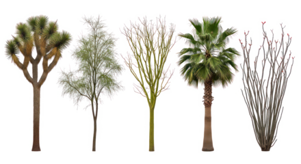 Desert trees and plants isolated on transparent background – joshua tree, palo verde, ocotillo, palm, mesquite