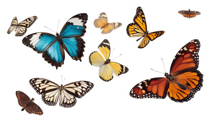 Fototapeta premium Butterflie, isolated transparent background