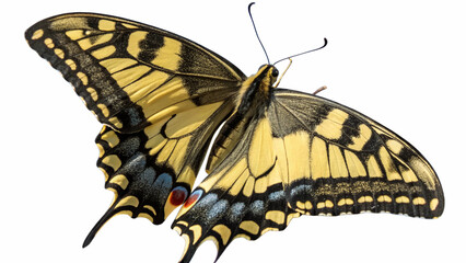 Butterflie, isolated transparent background