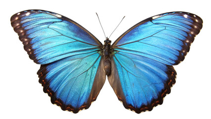 Obraz premium Butterflie, isolated transparent background