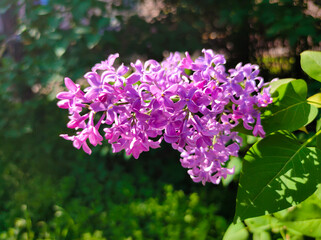 Fototapeta premium Purple Lilac flowers. Branch with blooming lilac. Delicate and fragrant Lilac flowers.