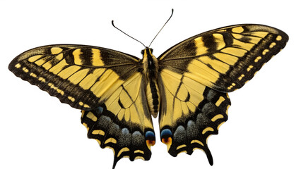 Obraz premium Butterflie, isolated transparent background