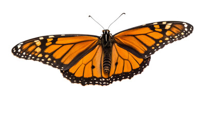 Fototapeta premium Butterflie, isolated transparent background