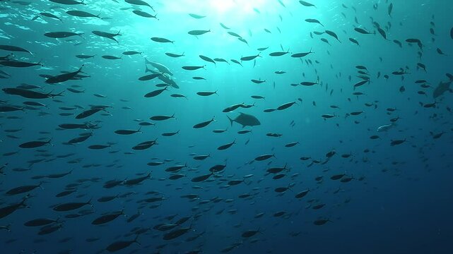 Three jackfish &ndash; Caranx spp. &ndash; swim through a dense school of fish, displaying coordinated motion as they prepare to hunt. Check my portfolio for more jackfish footage.