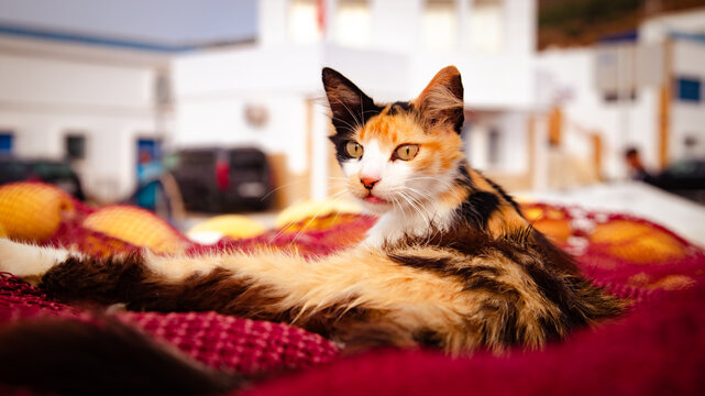 A tricolor cat lying on red fishing nets in a Moroccan port stares intensely at the camera under an overcast sky.