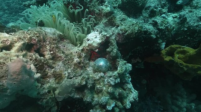 Valonia ventricosa, also called bubble algae or sailor&rsquo;s eye, is a large unicellular green algae found in tropical and subtropical seas.