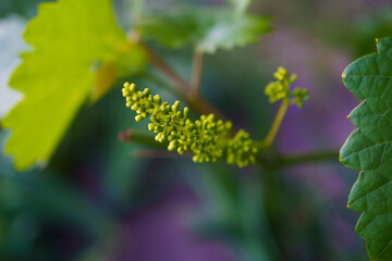 Budding grapevine flowers in a vineyard at springtime showcasing vibrant greens and new growth