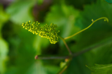 Budding grapevine cluster growing in lush vineyard during springtime