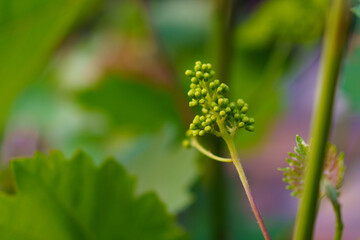 Young grapevine bud emerges in lush vineyard during springtime in a sunlit environment