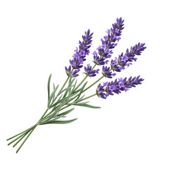 Naklejka premium Lavender sprigs bouquet isolated on transparent background