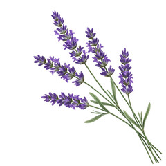 Naklejka premium Lavender sprigs bouquet isolated on transparent background