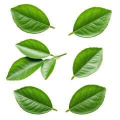 Obraz premium Collection of kaffir lime leaves isolated on transparent background