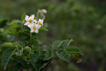 Beautiful Blossoming Flower of a Potato Plant Growing in Fertile Earth During Late Spring Afternoon