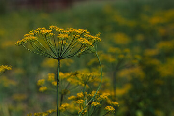 Umbrellas of dill in the garden. Growing dill in the garden