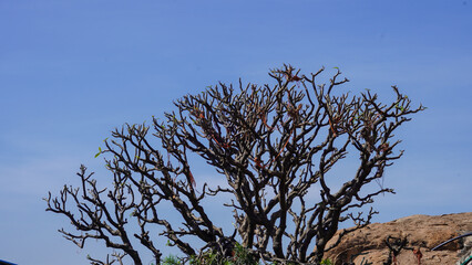 A dead tree on Mountain top