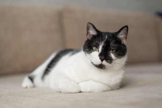 Black And White Cat Relaxing Comfortably On A Couch In A Cozy Home Environment
